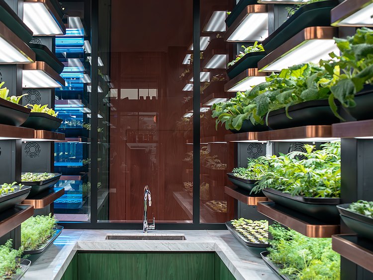 Hydroponic Garden